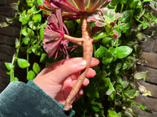 Load image into Gallery viewer, Aeonium 'Ink Painting' | 水墨画