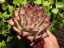Load image into Gallery viewer, Echeveria agavoides Ebony | 乌木