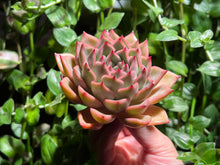 Load image into Gallery viewer, Echeveria Malgan hyb. | 麦秆杂(香妃)