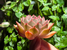 Load image into Gallery viewer, Echeveria Malgan hyb. | 麦秆杂(香妃)