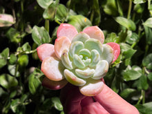 Load image into Gallery viewer, Echeveria spp. (Cold Fregrance) | 冷香