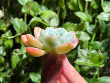 Load image into Gallery viewer, Echeveria spp. (Cold Fregrance) | 冷香