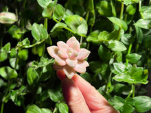 Load image into Gallery viewer, Graptoveria 'Titubans' | 美杏锦