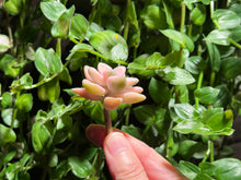 Load image into Gallery viewer, Graptoveria 'Titubans' | 美杏锦