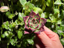 Load image into Gallery viewer, Echeveria 'Halloween' | 万圣夜