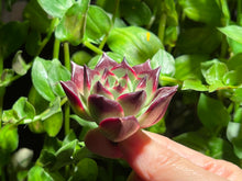 Load image into Gallery viewer, Echeveria 'Halloween' | 万圣夜