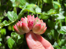 Load image into Gallery viewer, Echeveria ‘Red Ice’ | 红冰