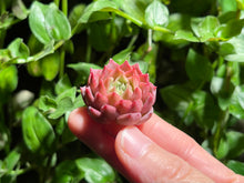 Load image into Gallery viewer, Echeveria ‘Jelly Peach’ | 果冻蜜桃