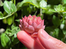 Load image into Gallery viewer, Echeveria ‘Jelly Peach’ | 果冻蜜桃