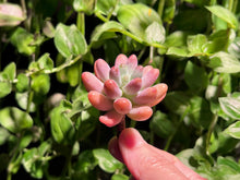 Load image into Gallery viewer, Sedum pachyphyllum hyb (Patric Star) | 派大星