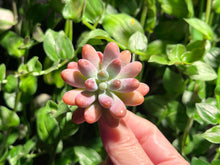 Load image into Gallery viewer, Sedum pachyphyllum hyb (Patric Star) | 派大星