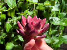 Load image into Gallery viewer, Echeveria Forever | 血色浪漫