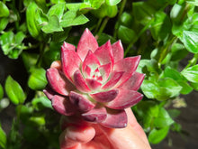Load image into Gallery viewer, Echeveria Forever | 血色浪漫