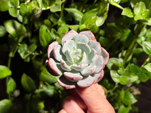 Load image into Gallery viewer, Echeveria strictiflora x Echeveria laui | 剑司杂雪莲