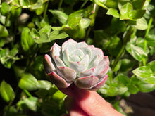 Load image into Gallery viewer, Echeveria strictiflora x Echeveria laui | 剑司杂雪莲