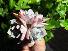 Load image into Gallery viewer, Echeveria White Lotus | 白莲