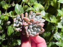 Load image into Gallery viewer, Echeveria spp. (Xylitol) | 木糖醇