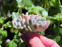 Load image into Gallery viewer, Echeveria spp. (Xylitol) | 木糖醇