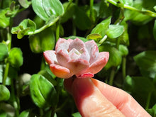 Load image into Gallery viewer, Echeveria ‘Crystal amber’ | 水晶琥珀