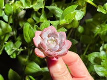 Load image into Gallery viewer, Echeveria ‘Crystal amber’ | 水晶琥珀