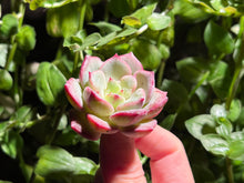 Load image into Gallery viewer, Echeveria 'Splendid Ray' | 彩色光芒