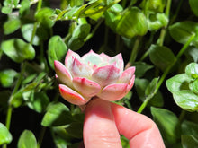 Load image into Gallery viewer, Echeveria 'Splendid Ray' | 彩色光芒