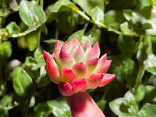 Load image into Gallery viewer, Echeveria 'Red Wine' | 红酒