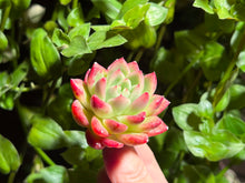 Load image into Gallery viewer, Echeveria 'Red Wine' | 红酒