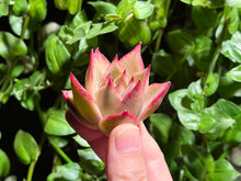 Load image into Gallery viewer, Echeveria ‘Jade Star’ | 玉星