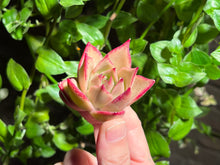 Load image into Gallery viewer, Echeveria ‘Jade Star’ | 玉星
