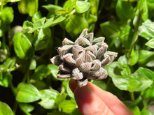 Load image into Gallery viewer, Haworthia ‘White Fox’ | 白狐狸