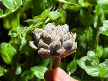 Load image into Gallery viewer, Haworthia ‘White Fox’ | 白狐狸