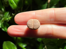Load image into Gallery viewer, Lithops julii (C216) | 饼干