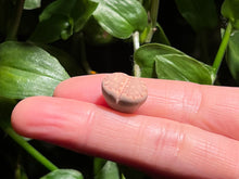 Load image into Gallery viewer, Lithops julii (C216) | 饼干