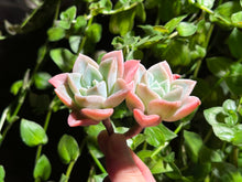 Load image into Gallery viewer, Graptoveria 'Harry Watson' | 哈利沃森