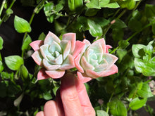 Load image into Gallery viewer, Graptoveria 'Harry Watson' | 哈利沃森