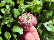 Load image into Gallery viewer, Echeveria mexensis Zaragosa hyb. | 爪杂