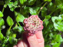 Load image into Gallery viewer, Echeveria mexensis Zaragosa hyb. | 爪杂