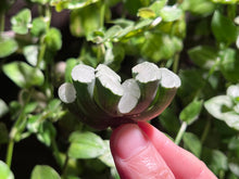 Load image into Gallery viewer, Haworthia truncata ‘White Moon’ | 旷月玉扇