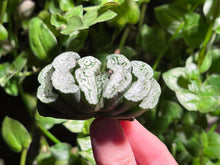 Load image into Gallery viewer, Haworthia truncata Basalt | 玄武玉扇