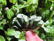 Load image into Gallery viewer, Haworthia truncata Basalt | 玄武玉扇