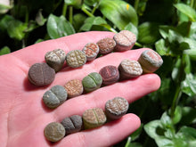 Load image into Gallery viewer, Lithps (Combo of 16) | 生石花拼盘