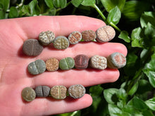 Load image into Gallery viewer, Lithps (Combo of 16) | 生石花拼盘