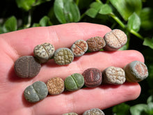 Load image into Gallery viewer, Lithps (Combo of 16) | 生石花拼盘