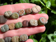 Load image into Gallery viewer, Lithps (Combo of 16) | 生石花拼盘