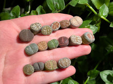 Load image into Gallery viewer, Lithps (Combo of 16) | 生石花拼盘