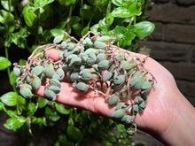 Load image into Gallery viewer, Echinus maximiliani | 碧玉莲