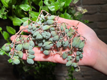 Load image into Gallery viewer, Echinus maximiliani | 碧玉莲