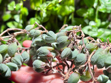 Load image into Gallery viewer, Echinus maximiliani | 碧玉莲