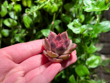 Load image into Gallery viewer, Echeveria 'Chocolate mousse'  | 巧克力慕斯